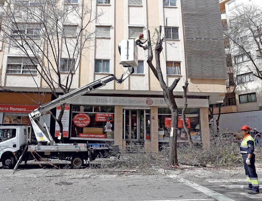 Arrancan los árboles de la calle Indústria