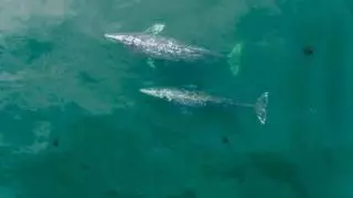 Así es la ballena más rara del mundo que ha aparecido muerta en Nueva Zelanda