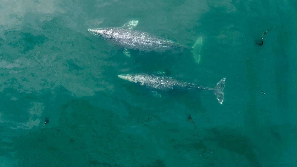 Dos ballenas grises