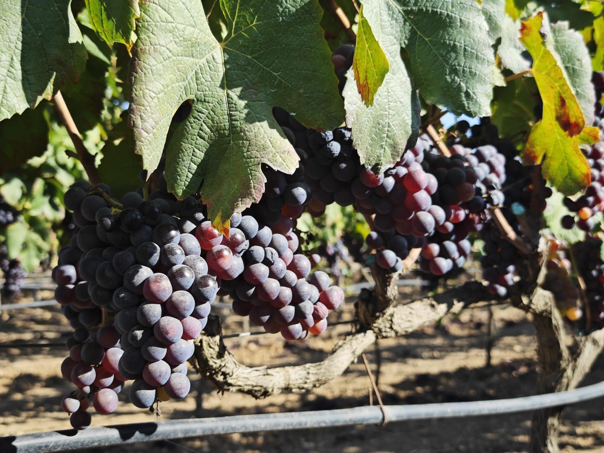 El ‘Giró ros’ es una variedad autóctona que permite lograr un vino potente y con una gran estructura.