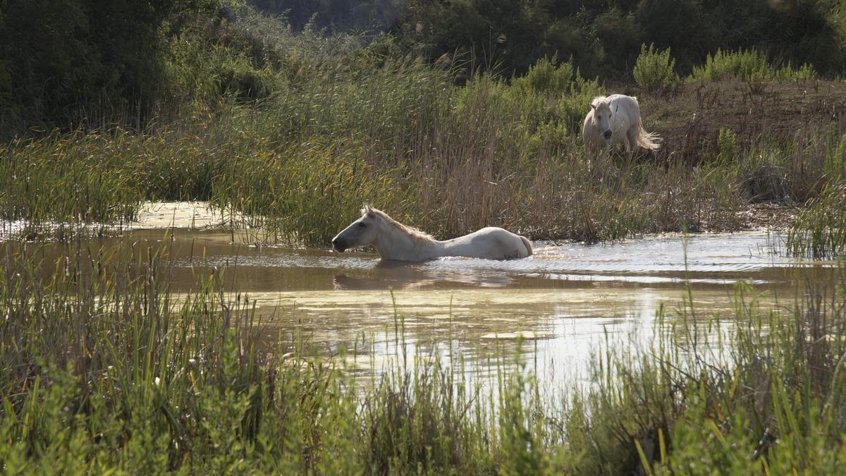 L’espai torna a disposar d’aigua suficient per a la flora i la fauna