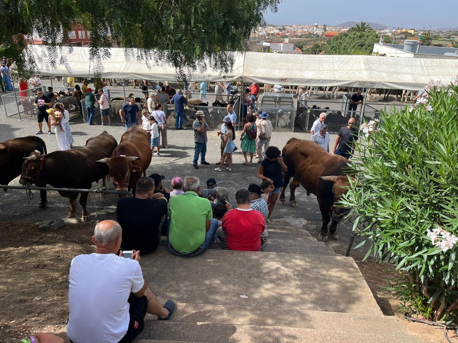 El calor cancela actos en las fiestas en honor a San Pedro y San Pablo de Ingenio