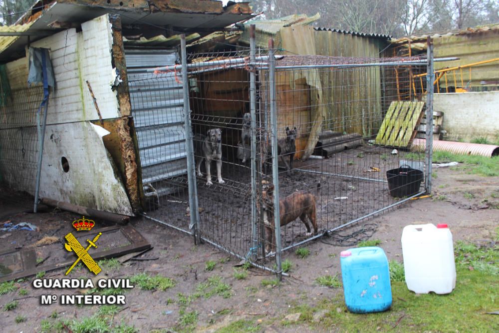 El Seprona localiza numerosos animales muertos y en mal estado en unos galpones de Ponte Caldelas