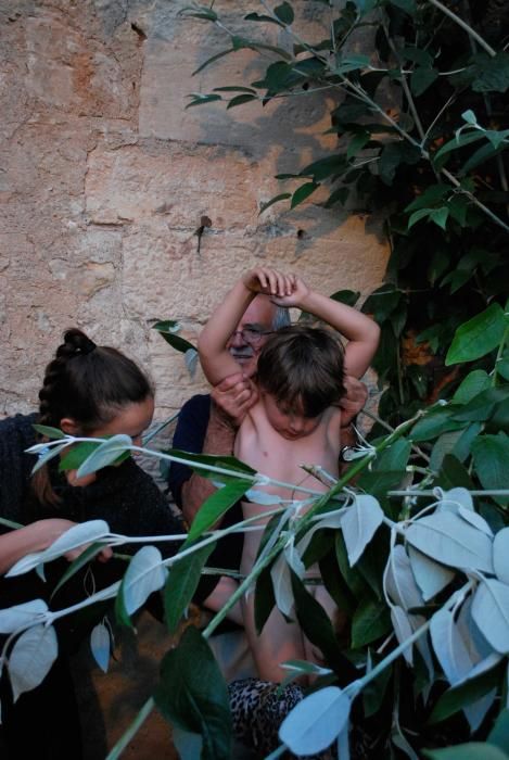 La savia y la luz de un árbol sanador