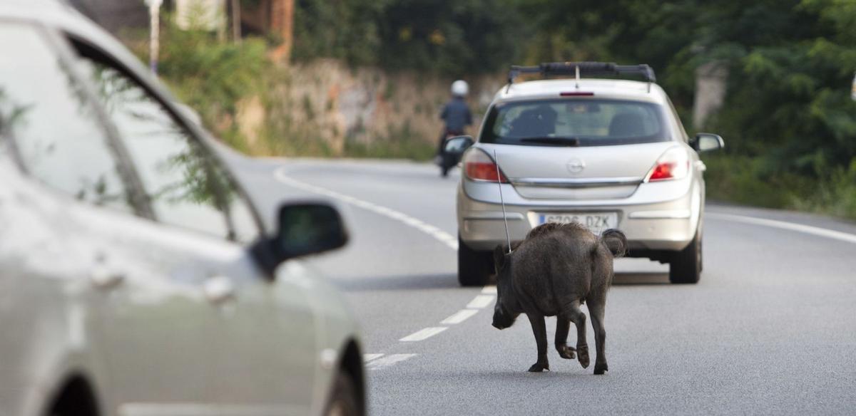 El sistema amb IA per detectar fauna a la calçada s’estendrà de Girona a Lleida El sistema amb IA per detectar fauna a la calçada s’estendrà de Girona a Lleida