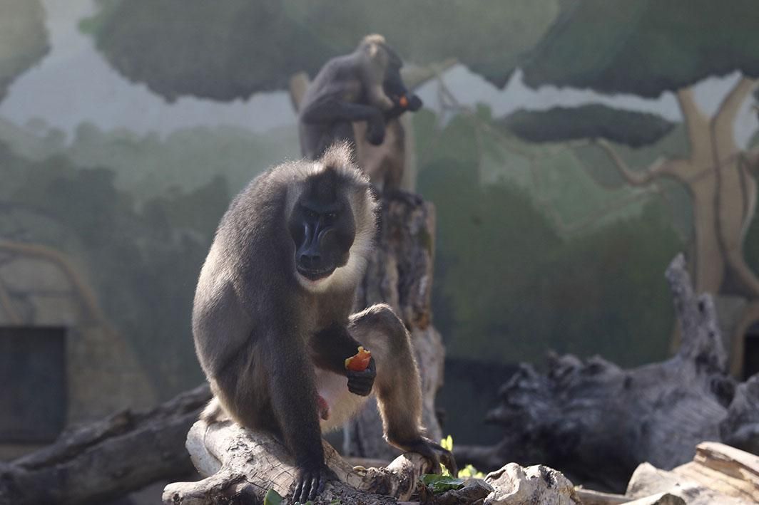 Reapertura del Zoológico tras el estado de alarma