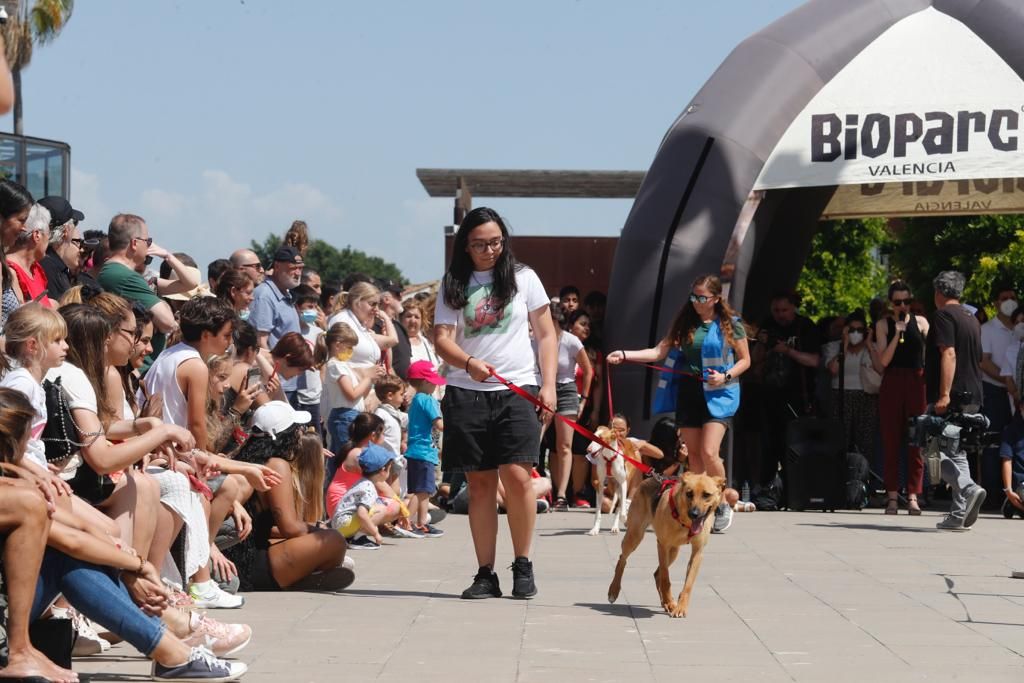 Pasarela de perros de adopción en Bioparc