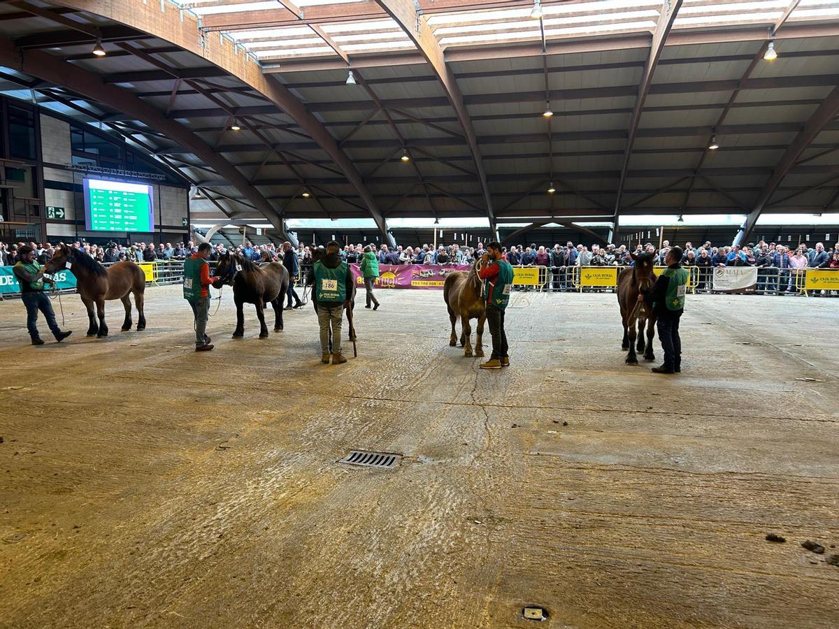 EN IMÁGENES: Concurso de Ganado Equino de la Montaña Asturiana en Pola de Siero EN IMÁGENES: Concurso de Ganado Equino de la Montaña Asturiana en Pola de Siero