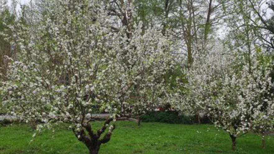 Florecen las “maceiras de río” en la ribera de Os Gafos
