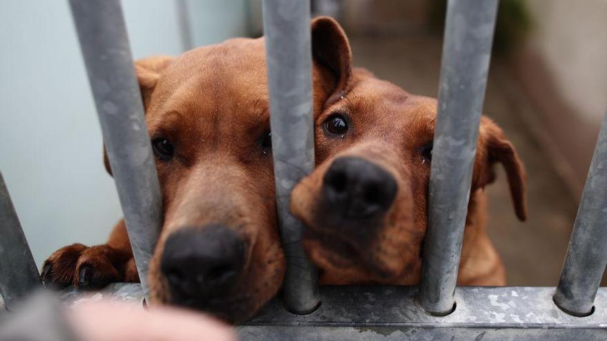 Las adopciones de perros se disparan tras el confinamiento en Castelló