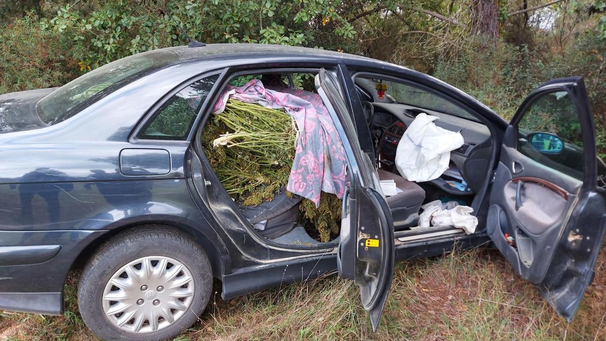 Un cotxe amb 55 plantes de marihuana a la part posterior del vehicle tapades amb una manta