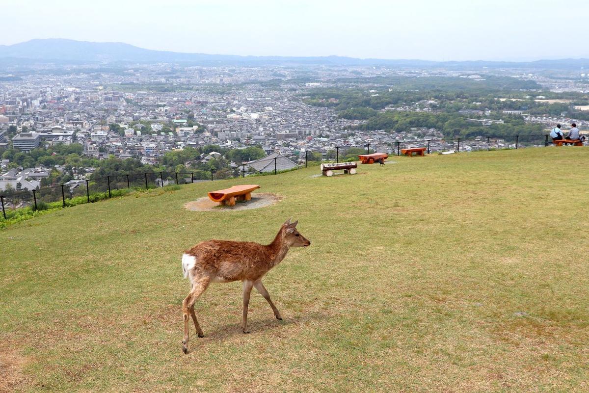 Parque de ciervos de Nara Expedición VIAJAR a Japón