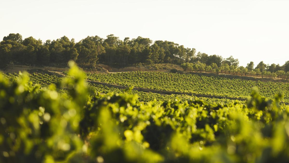 El Consejo Regulador de la DO Utiel-Requena revisa la calidad del vino desde 1975