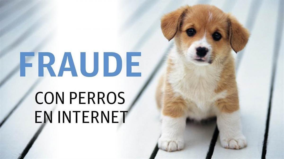 Identifican a una presunta estafadora pacense en la venta de un cachorro por internet