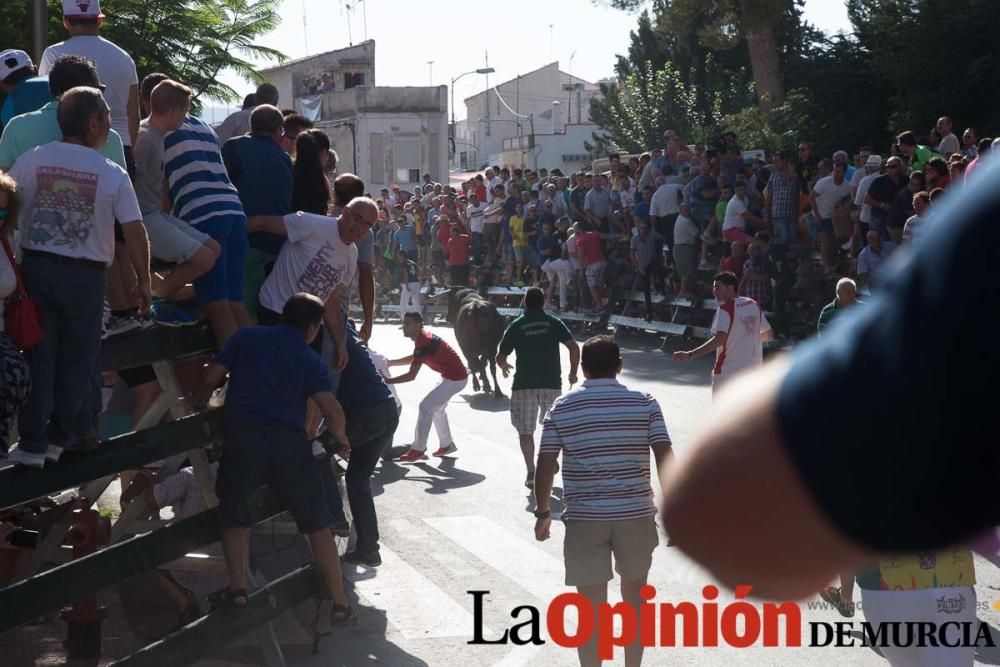 Primer encierro de Calasparra