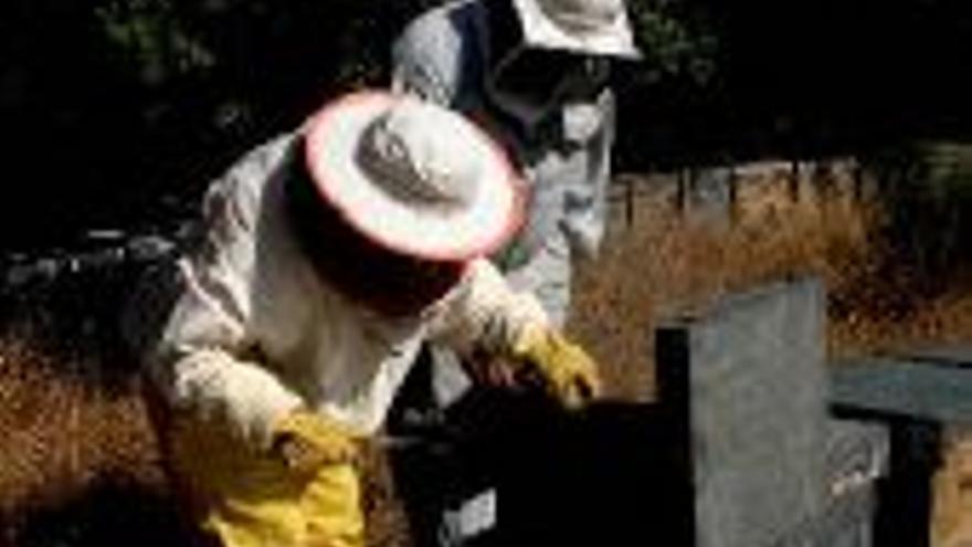 Los apicultores alimentarán a las abejas con polen si no llueve