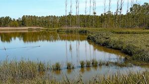 L’Estany de Sils, una de les zones recuperades gràcies a acords de custòdia i un important enclavament per a les aus.