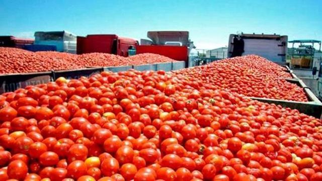 Remolques cargados de tomate listos para la industria.