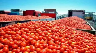 Extremadura presume de músculo tomatero en la liga mundial de la innovación