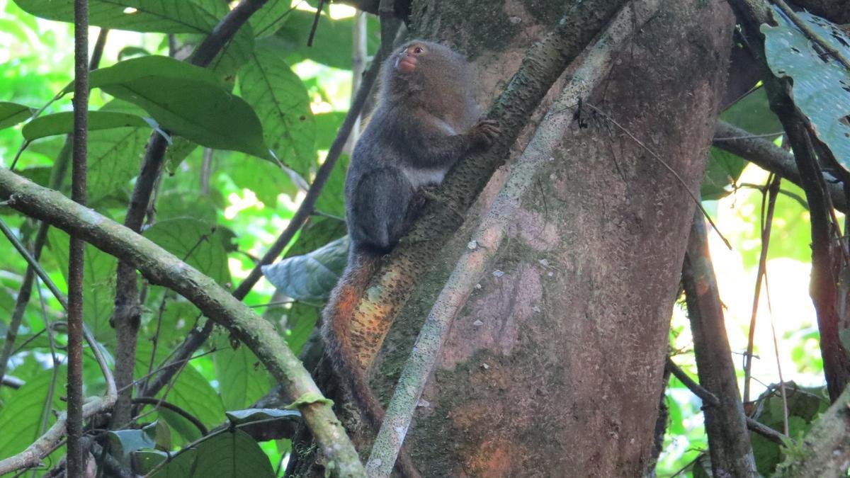Descubren en Ecuador una nueva especie del primate más pequeño del mundo.