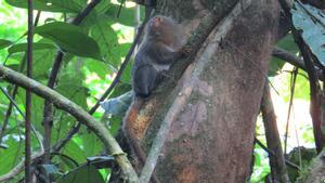 Descubren en Ecuador una nueva especie del primate más pequeño del mundo