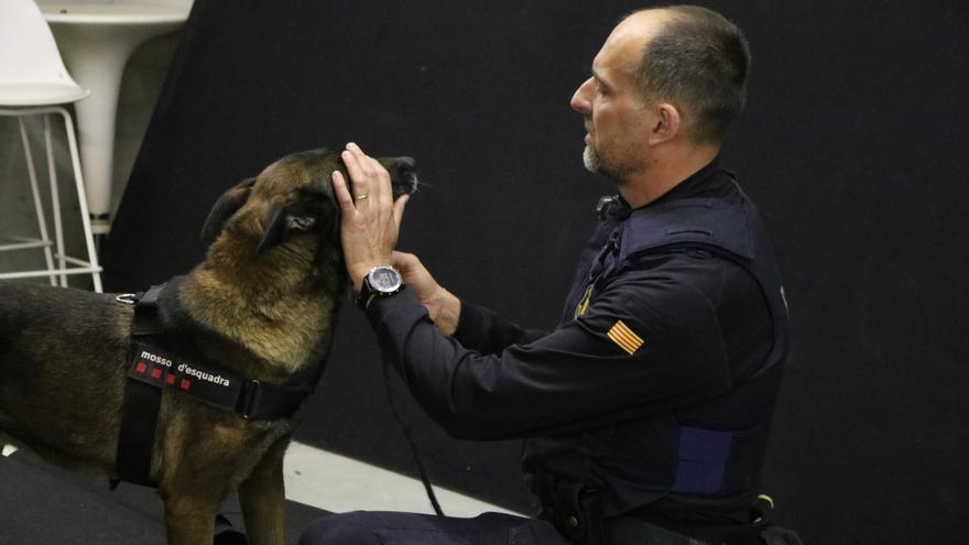 La unitat canina dels Mossos a Girona entrena els gossos per detectar armes i incorpora un làser per trobar explosius