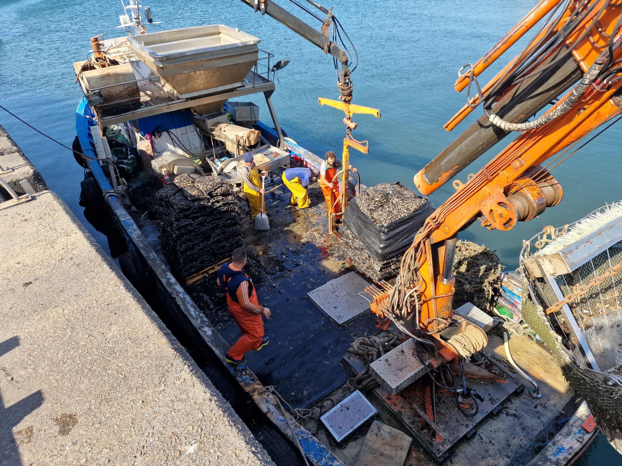 Descargas de mejillón en Arousa.