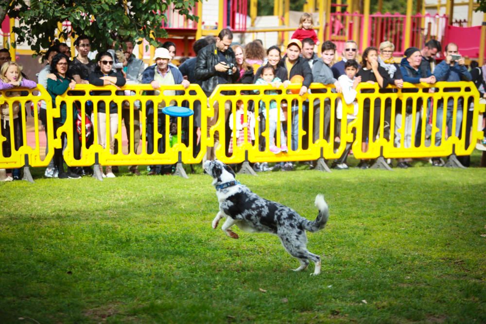 Can We Run Mallorca: So war das Hunderennen