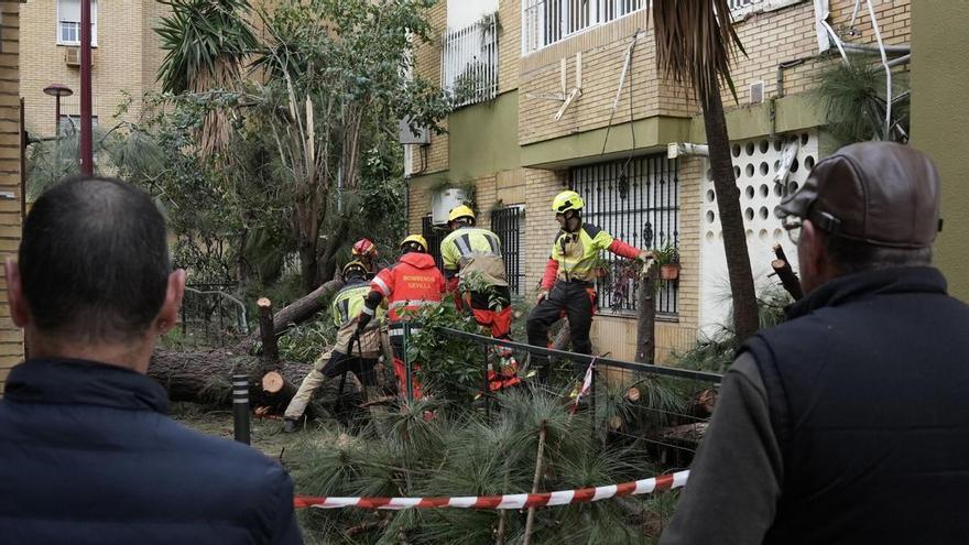 VÍDEO | El Ayuntamiento de Sevilla toma medidas ante las previsiones de la borrasca Leonardo