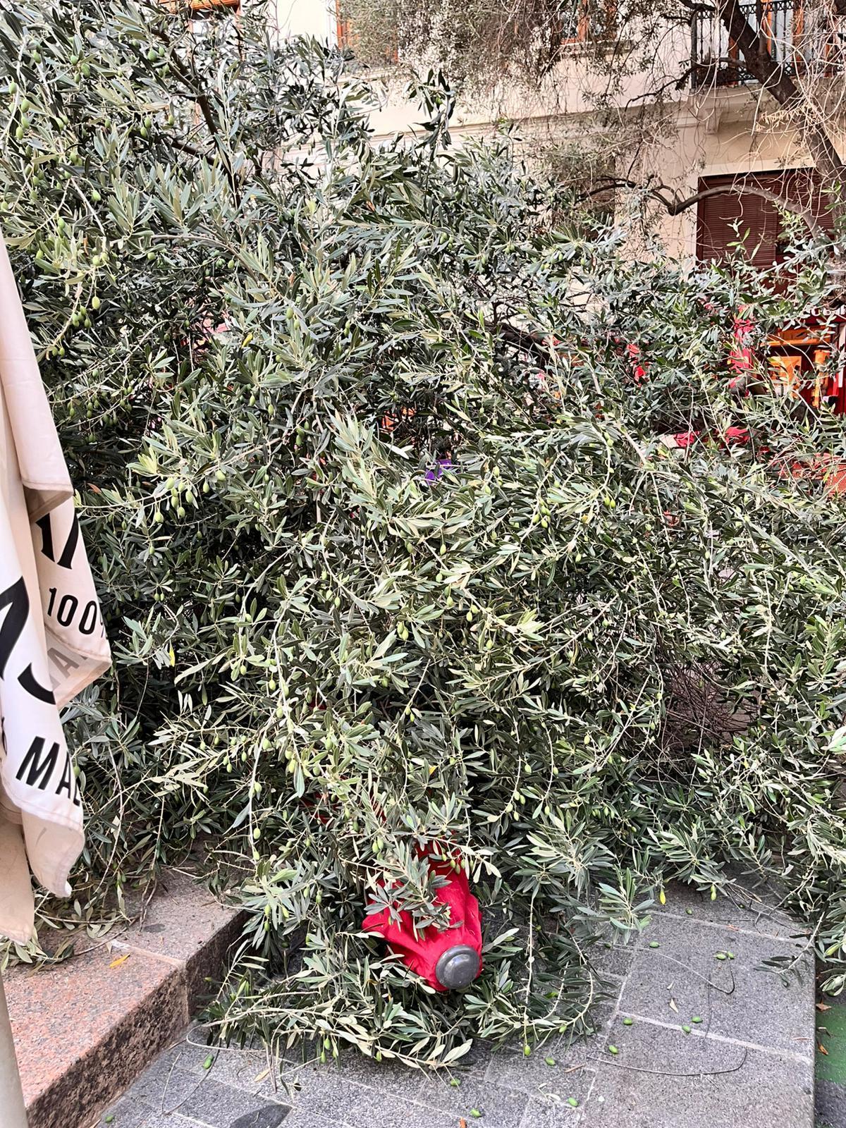 Vecinos y hosteleros de la plaza del Doctor Collado alertan del estado del primer olivo de València