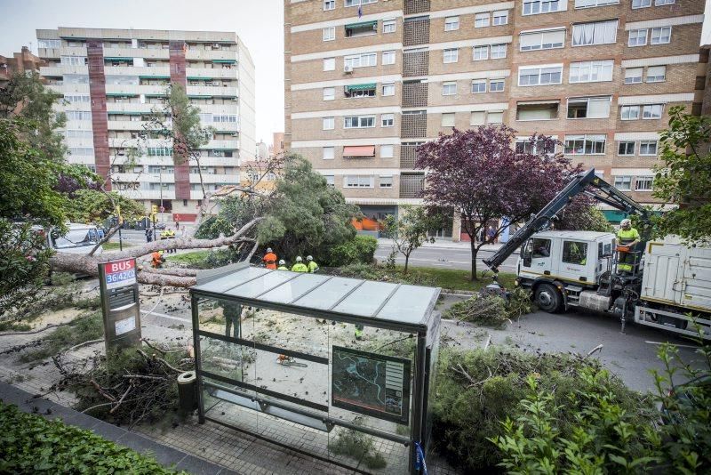 Imágenes de la caída de un árbol en la Calle Rioja