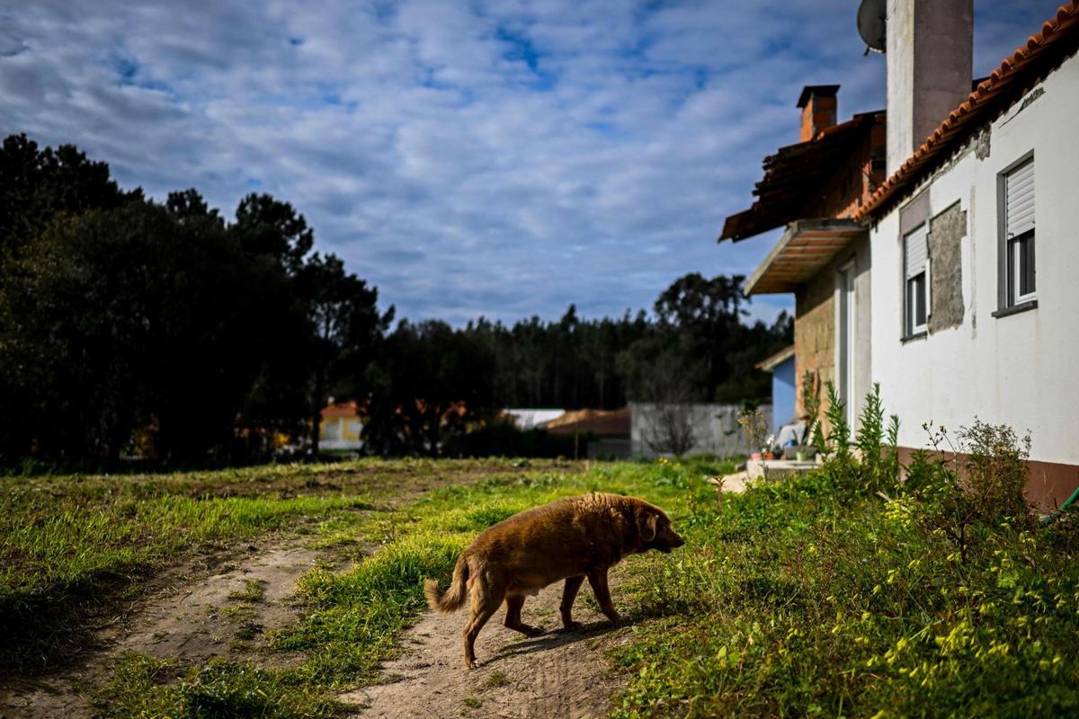 Bobi de 30 años, el perro más viejo del mundo según el Guinness World Records en Conqueiros, Portugal.