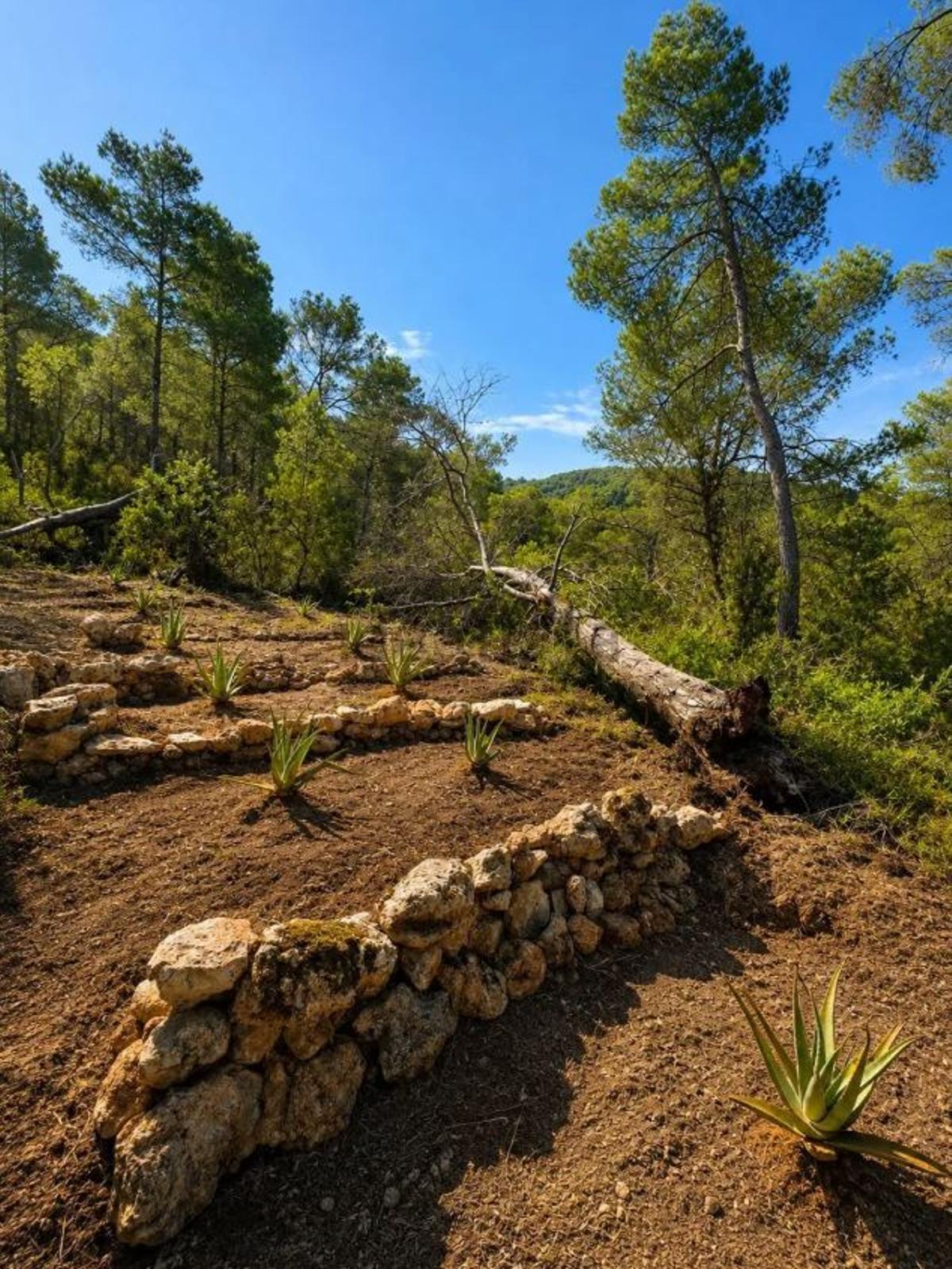Pequeña plantación de aloe vera.