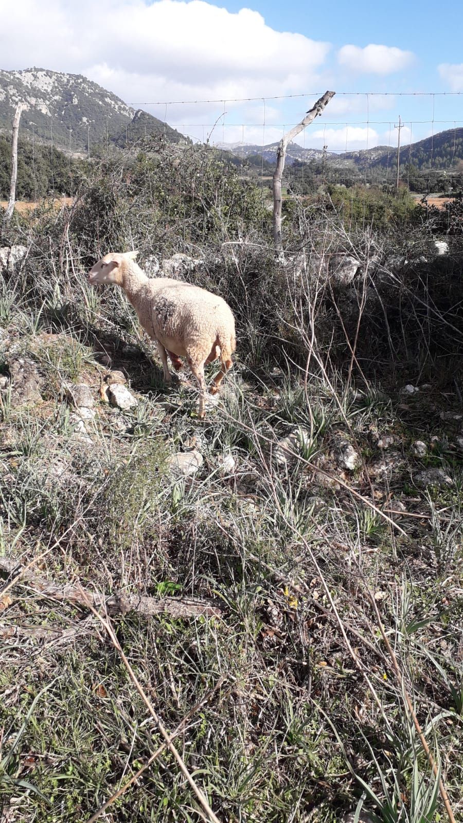 Fotos | Así ha sido el ataque de un perro a ovejas de la finca de Son Palou de Orient