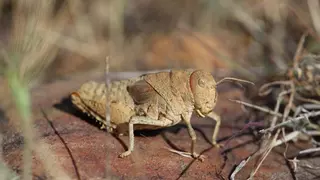 Del oso pardo al tritón del Montseny: el 20% de los animales y plantas europeos están al borde de la extinción