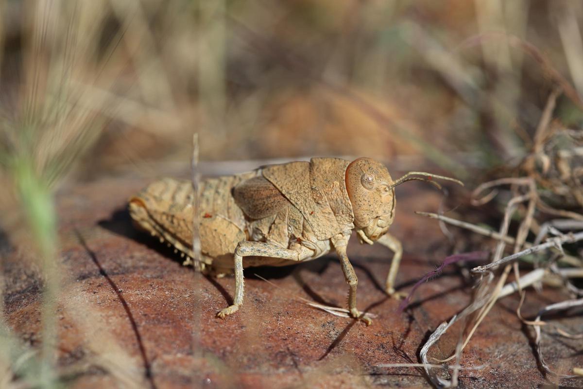 De l’os bru al tritó del Montseny: el 20% dels animals i plantes estan al caire de l’extinció
