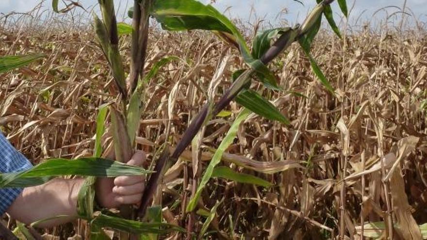 Aragón está a punto de llegar a las 100.000 hectáreas de maíz