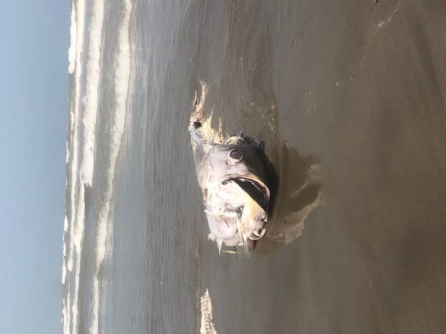 Llegan atunes muertos a las playas de La Manga