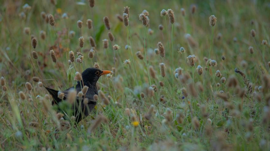 Un mirlo macho fotografiado en los campos de ses Salines.