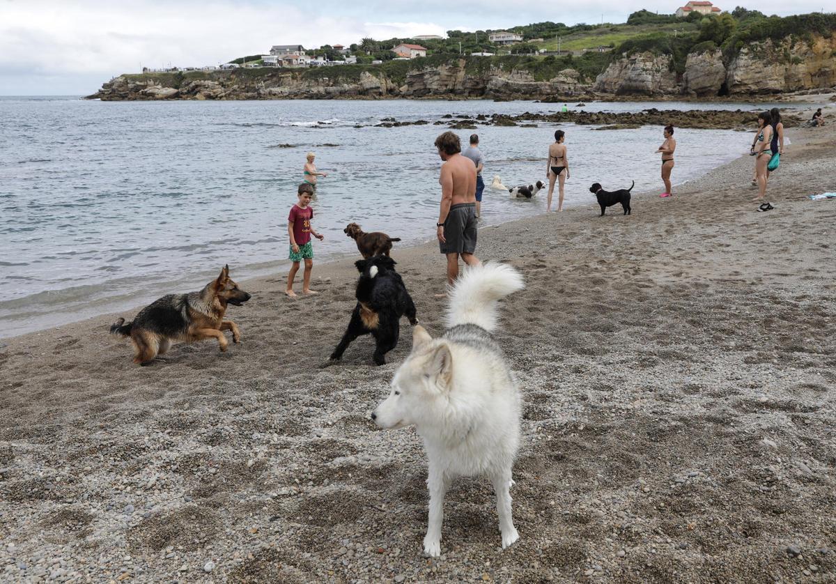 Perros en la playa del Rinconín.