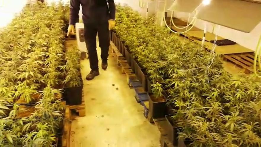 Tres detenidos y desmantelada una plantación de marihuana en Plasencia