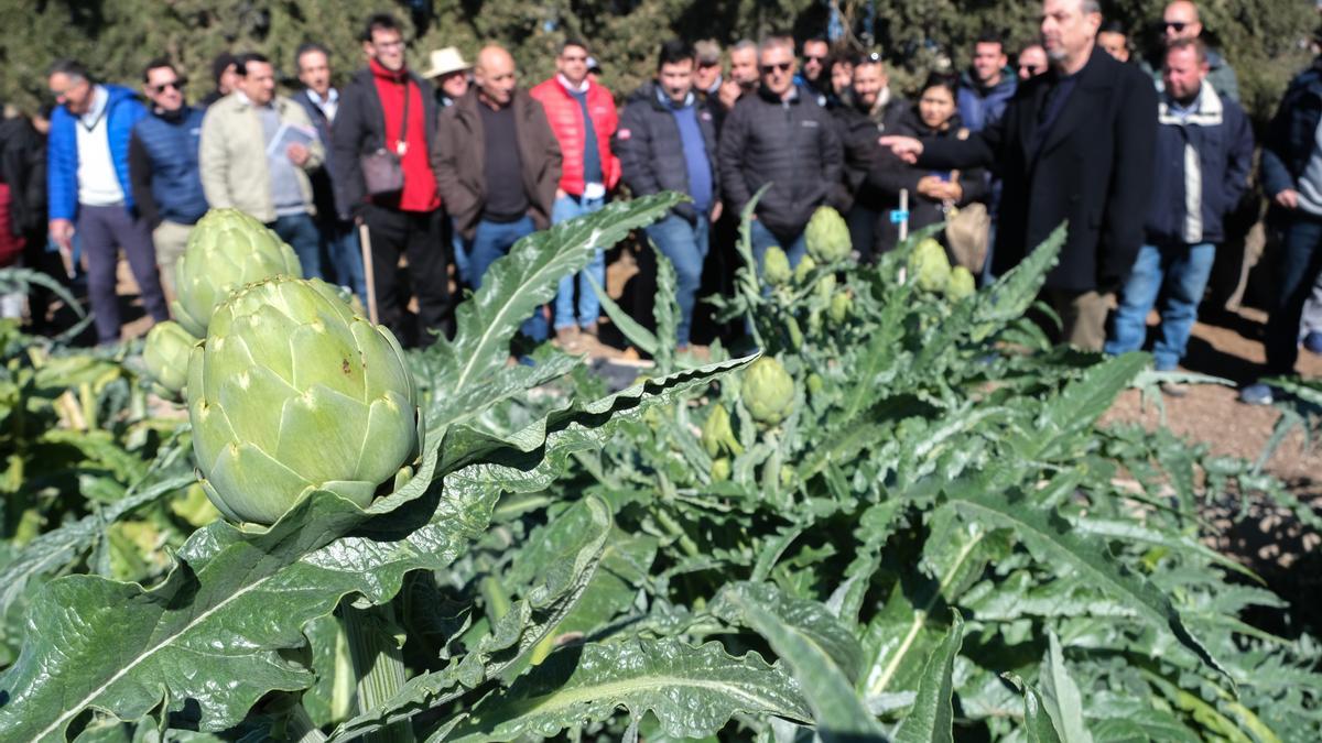 Alcachofas en la Estación Experimental Agraria de Elche en una visita reciente, donde se puede comprobar que han resistido al frío.