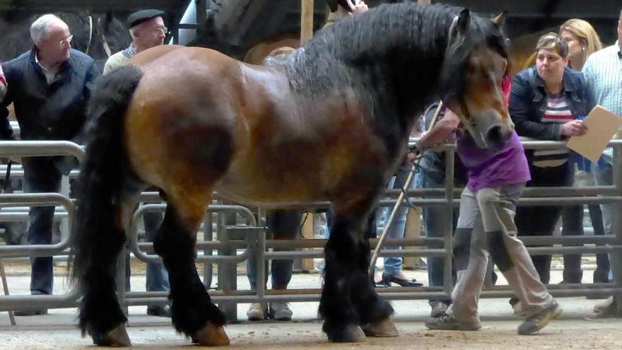 &quot;Titán&quot;, el gran campeón del concurso sierense.