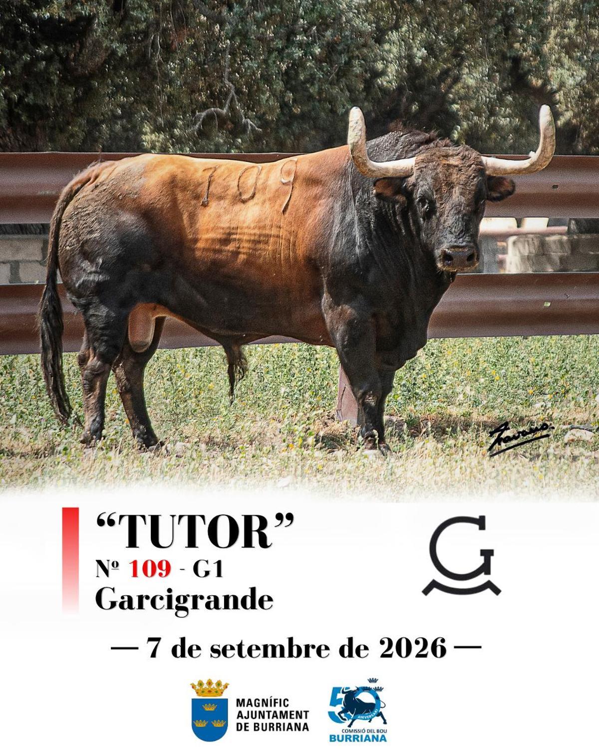 “Tutor” es un toro de pelaje castaño, marcado con el número 109 y guarismo del 1, que destaca por su gran volumen y unas imponentes hechuras.