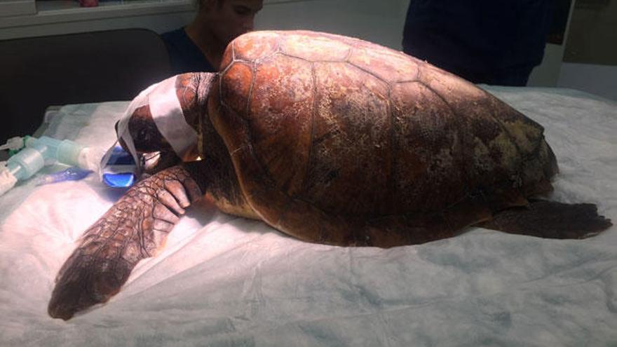 La tortuga está en proceso de recuperación