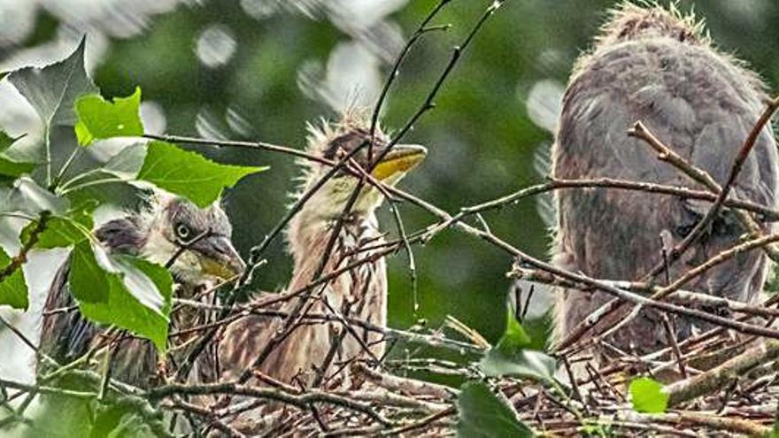 Las garzas reales crían en el parque de Ferrera