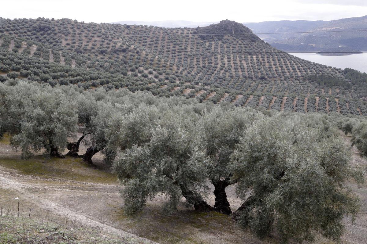 Olivares en la Subbética.