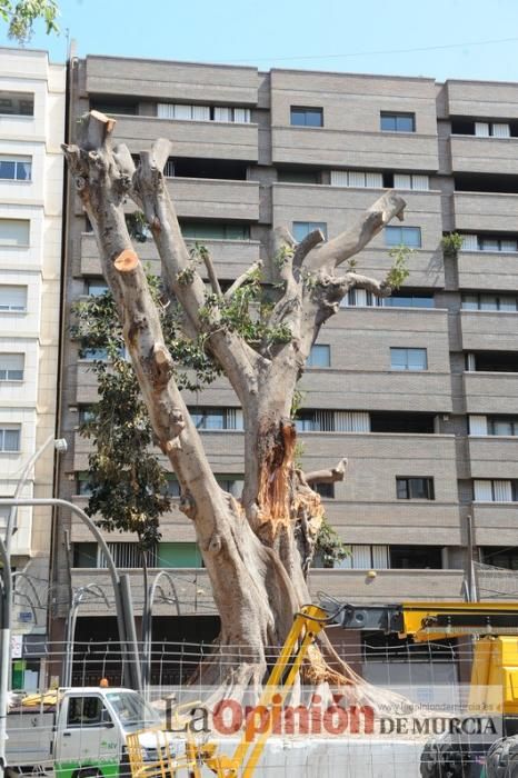 El estado final del ficus de Santo Domingo