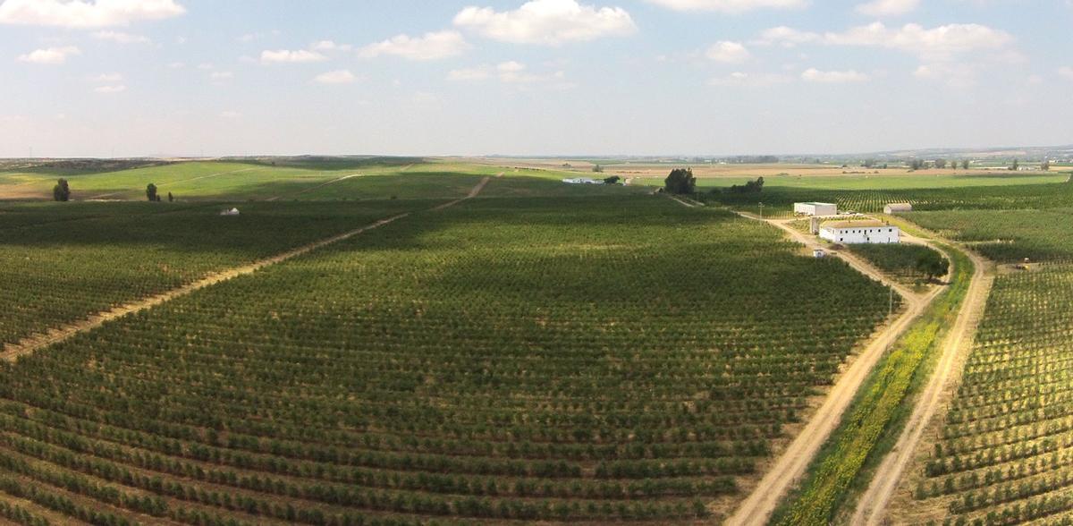 Cortijo El Puerto se alza como la segunda productora de aceite de oliva más galardonada en el mundo en 2018