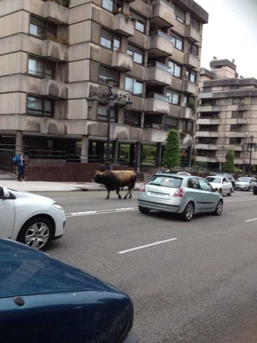 Un toro causa la alarma en el centro de Oviedo